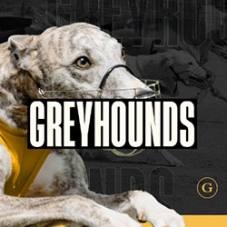 Golden Race | Dog 6 H.Odds