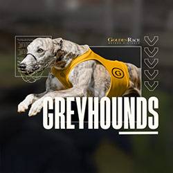 Golden Race | Dog 6
